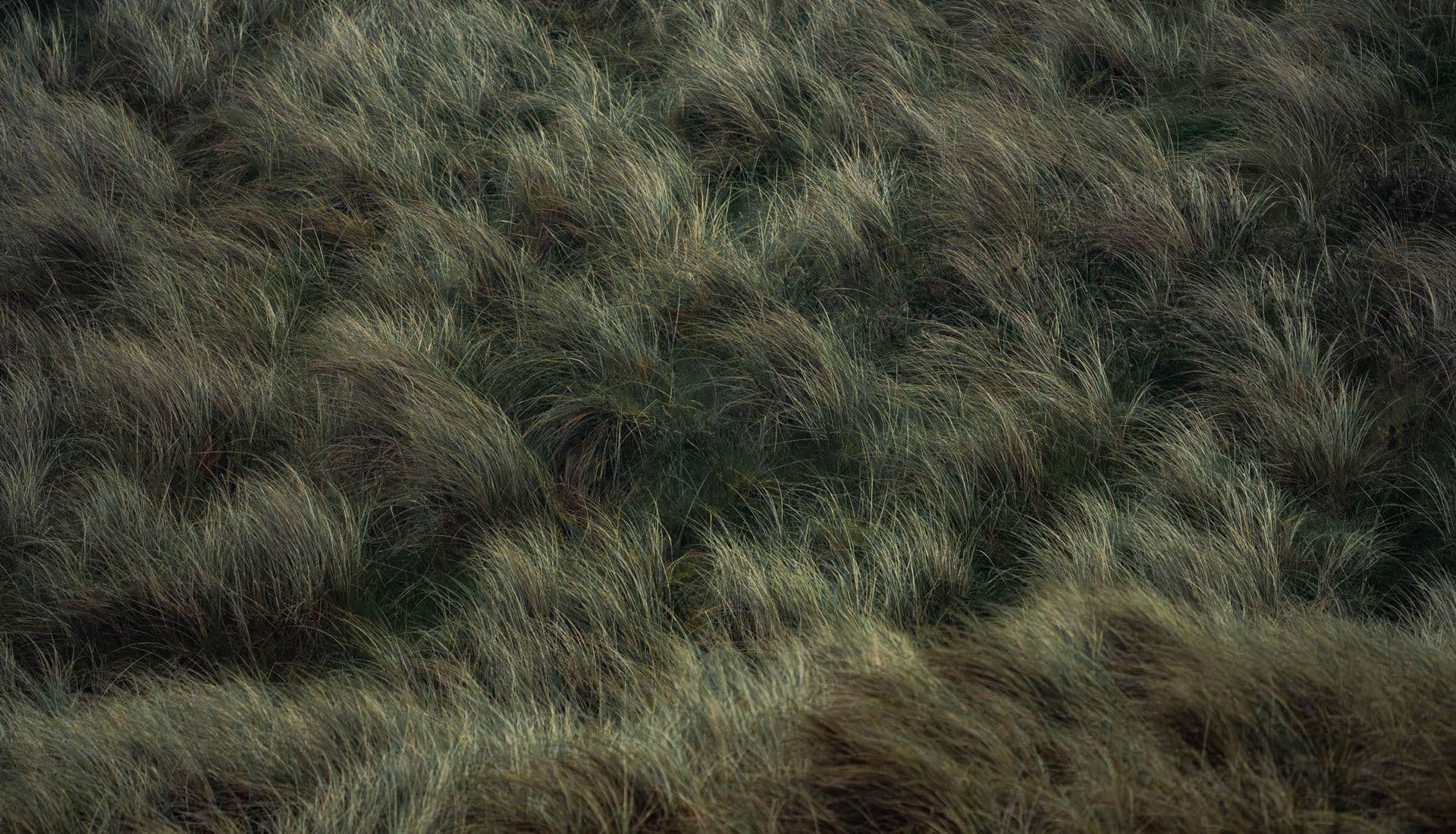 Waving grass on sanddunes - timeless in every detail