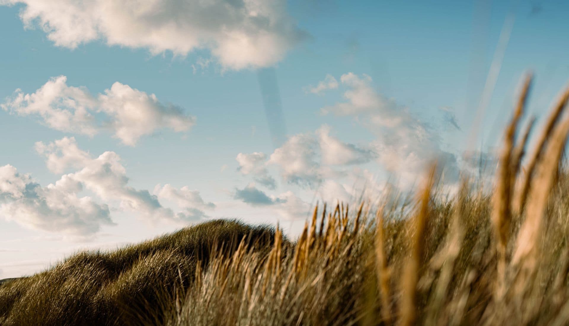 Grass growing on sanddunes, with a blue and cloudy sky - timeless in every detail